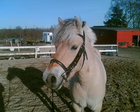 Fjordhest Galgebakken´s Krølle billede 3