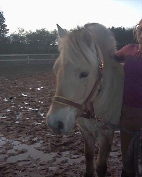 Fjordhest Galgebakken´s Krølle billede 7