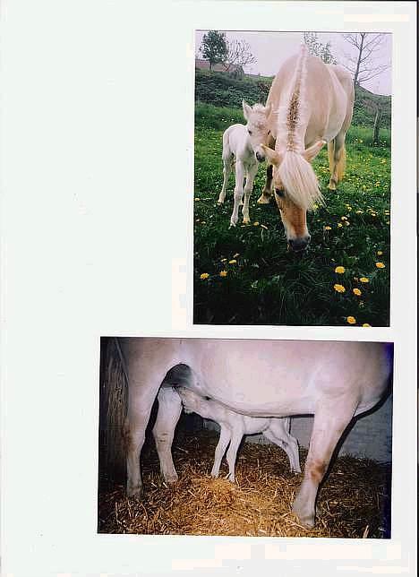 Fjordhest Galgebakken´s Krølle billede 11