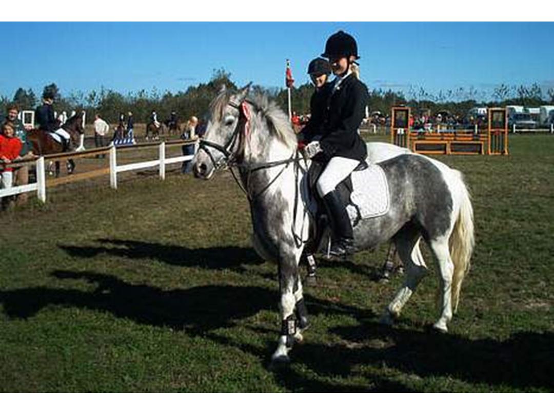 problem Prevail Margaret Mitchell Irsk Sportspony Idom Aadahls Quickstep - 1995 - Da jeg havde set Quick, var j... problem Prevail Margaret Mitchell Irsk Sportspony Idom Aadahls Quickstep - 1995 - Da jeg havde set Quick, var j...