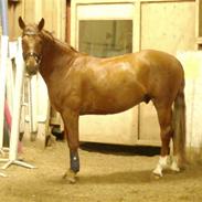 Tysk Oldenburger Don Ramiro