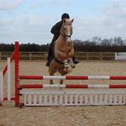 Palomino golden amigo