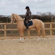 Palomino golden amigo