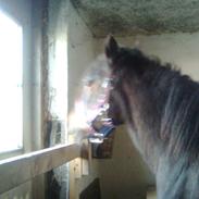 Anden særlig race Lady