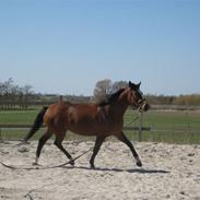 Dansk Varmblod Bella Donna - Solgt