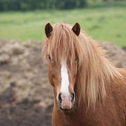 Islænder Júpiter Fra Agri