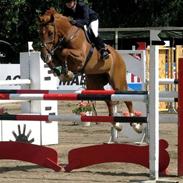 Hollandsk Varmblod IDS Sambuca