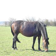 Anden særlig race Hedegaardens Tara