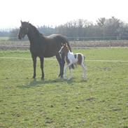 Anden særlig race Hedegaardens Tara