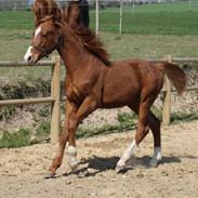 Dansk Varmblod Charmanders Lantanus