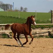 Dansk Varmblod Charmanders Lantanus