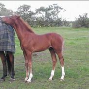 Dansk Varmblod Charmanders Lantanus