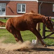 Dansk Varmblod Charmanders Lantanus