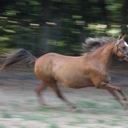 Welsh Pony (sec B) Amigo Bluebell