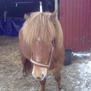 Islænder Gloa ( SOLGT )