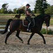 Anden særlig race Webster II