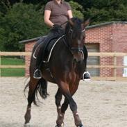 Anden særlig race Webster II