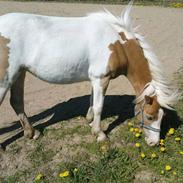 Anden særlig race Frigg solgt