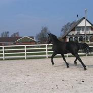 Anden særlig race Elmegårdens Maddie