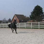 Anden særlig race Elmegårdens Maddie