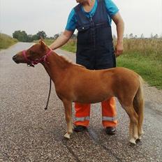 Dansk Miniature Kom - Izza of Eagle R.I.P