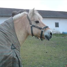 Fjordhest Tulle Tøsen