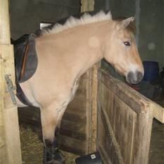 Fjordhest Marco Luneborg (gl. part)