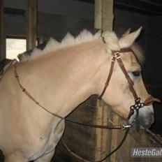 Fjordhest Marco Luneborg (gl. part)