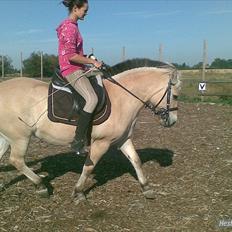 Fjordhest Tulle Tøsen