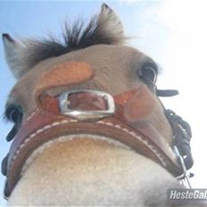 Fjordhest Marco Luneborg (gl. part)