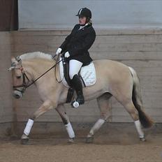 Fjordhest Bolette Kaptain