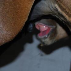 Dansk Varmblod Quiet Please C