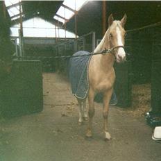 Palomino golden amigo