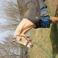 Palomino golden amigo