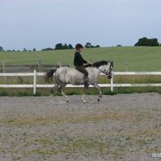 Hollandsk Sportspony Moonlight *SOLGT*