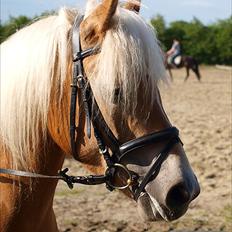 Haflinger Fanni