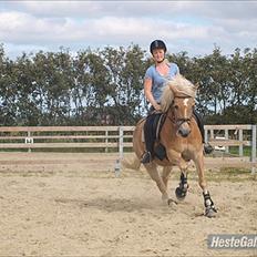 Haflinger Fanni