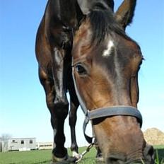 Anden særlig race bianca (R.I.P. I Love Y)