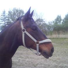 Dansk Varmblod Raimona (gl. part)