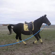 Dansk Varmblod Raimona (gl. part)