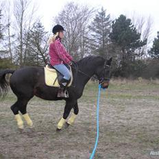 Dansk Varmblod Raimona (gl. part)