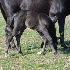 Trakehner Olympia Iwe