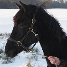 Trakehner Olympia Iwe