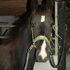 Dansk Varmblod Damkærsgård's Nero