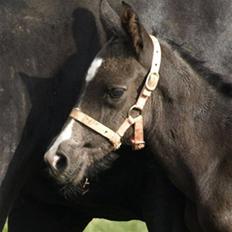Dansk Varmblod Damkærsgård's Nero