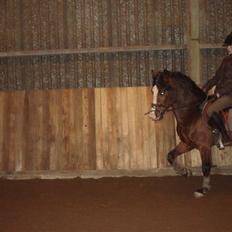 Welsh Pony af Cob-type (sec C) Fjordglimt Im Zidan,SOLGT