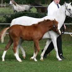 Welsh Pony (sec B) Caya's Angel
