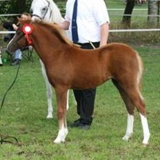 Welsh Pony (sec B) Caya's Angel