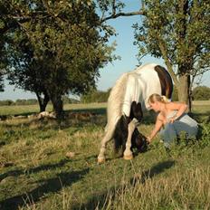 Pinto Stald Skovly´s Midas