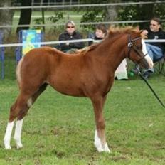 Welsh Pony (sec B) Caya's Angel